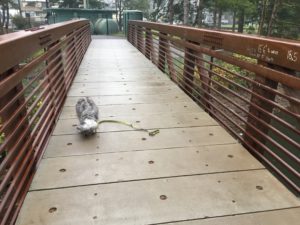 Dog on bridge