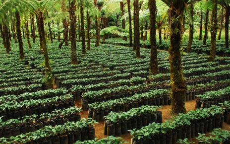 Coffee fields