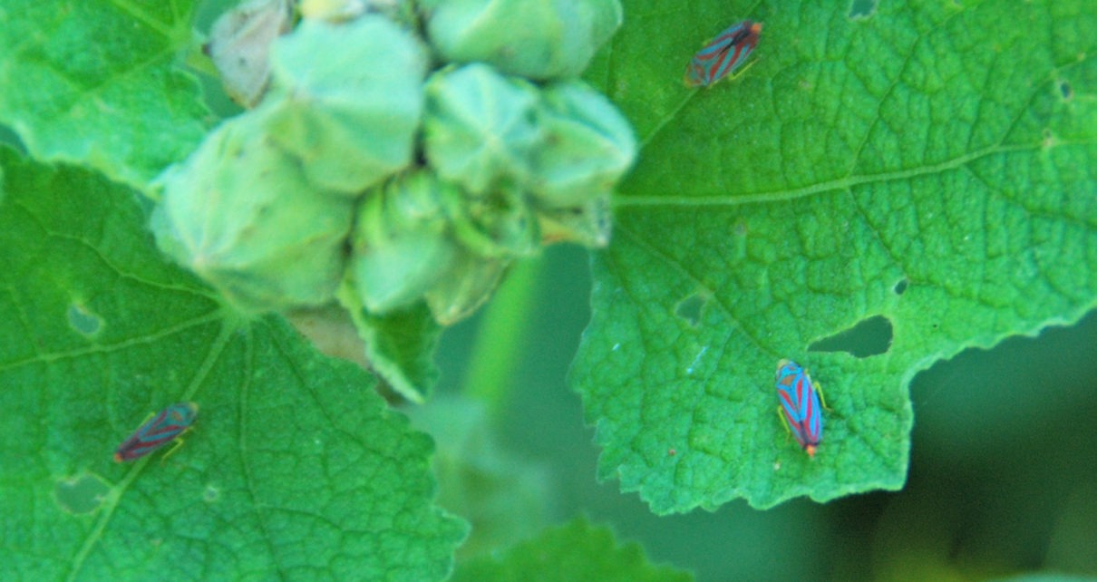 Leafhopper insects on plant