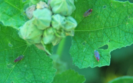 Leafhopper insects on plant