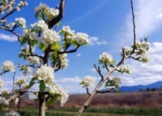 Orchard flowers