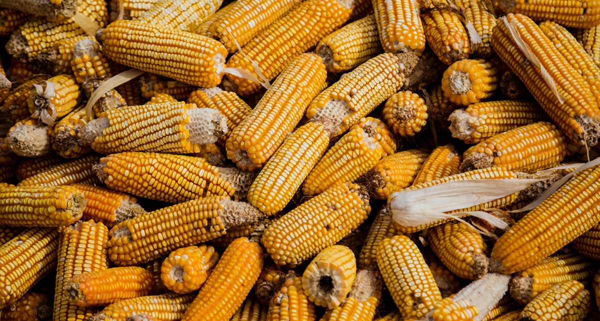 pile of corn cobs
