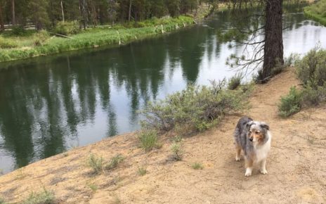 dog on dirt trail by river