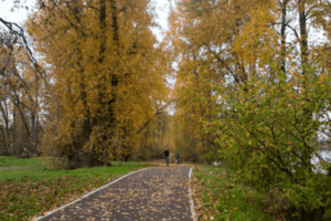 Man walking on forested trail
