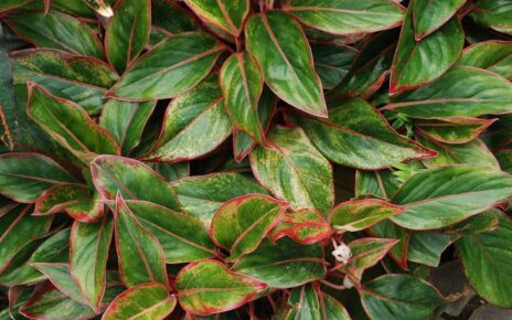 Red leafed plant