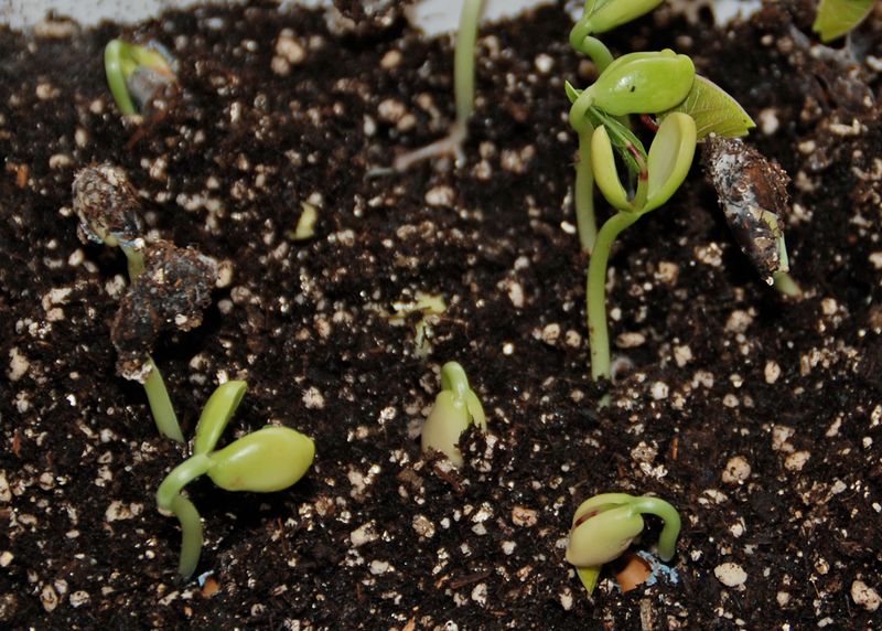 Seeds sprouting