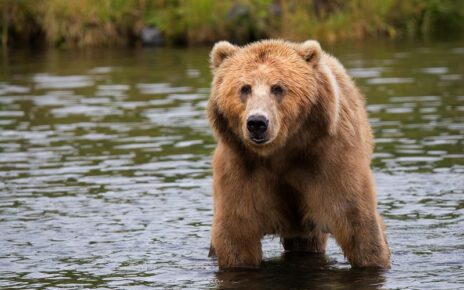 Brown Grizzly bear in river