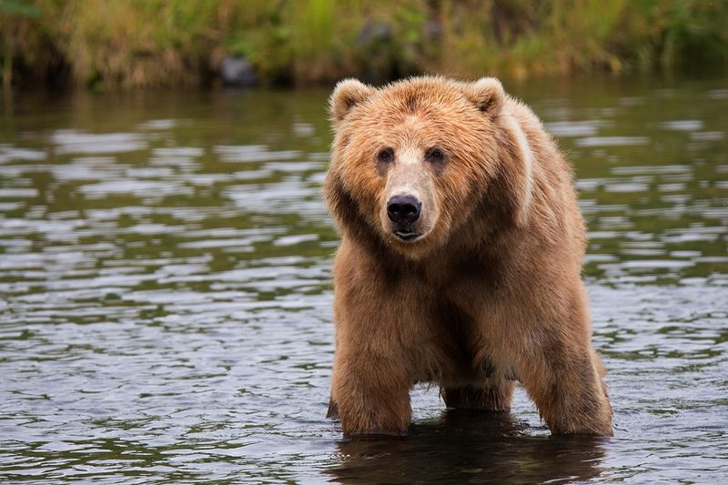 Brown Grizzly bear in river