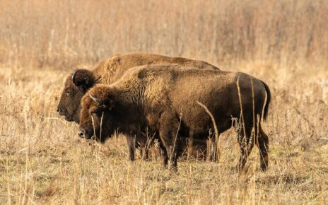 two bison grazing in field