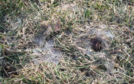 Mold on lawn