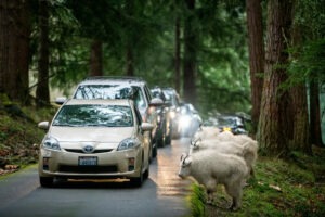 Mountain goats on road