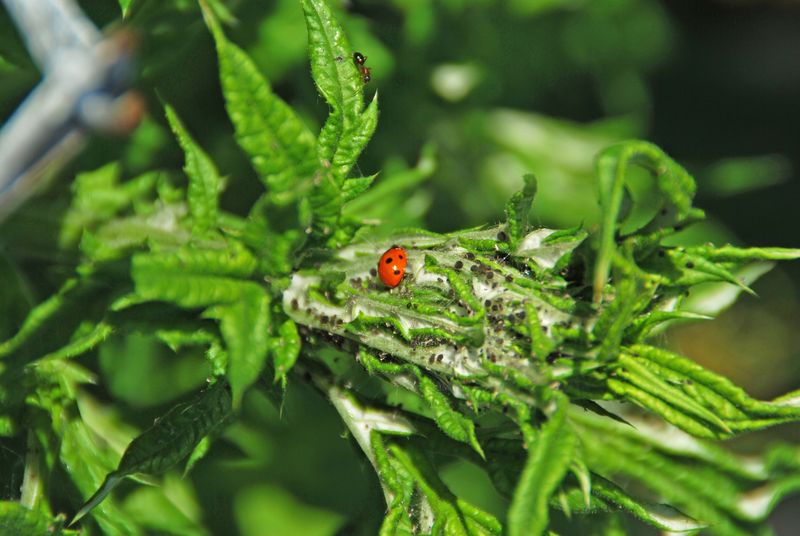 Lady beetle on leaf