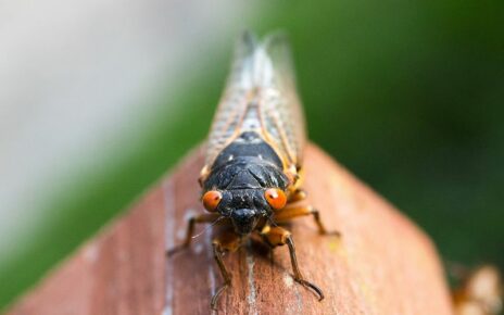 Cicada with red eyes