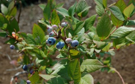 blueberries on vine