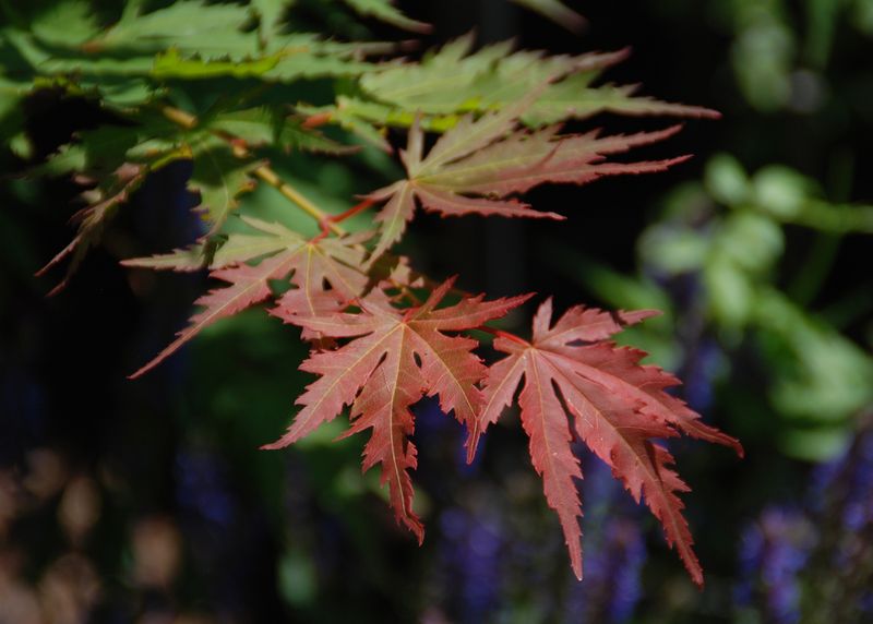 colorful maple leaf