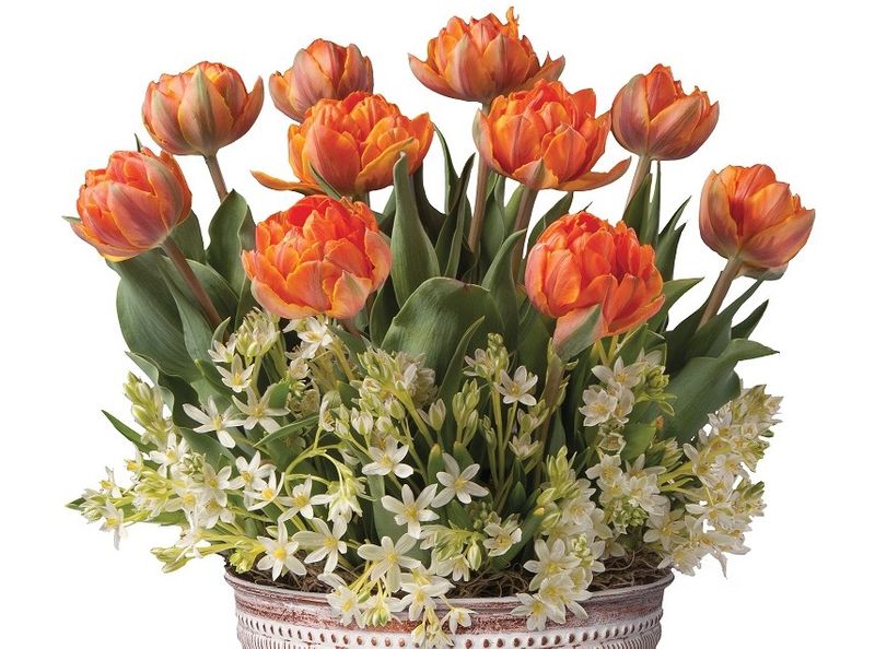 orange flowers in pot