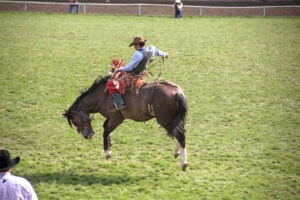 Rodeo horse bucking