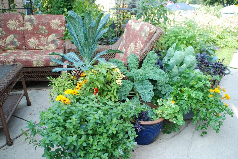 Potted plants in patio