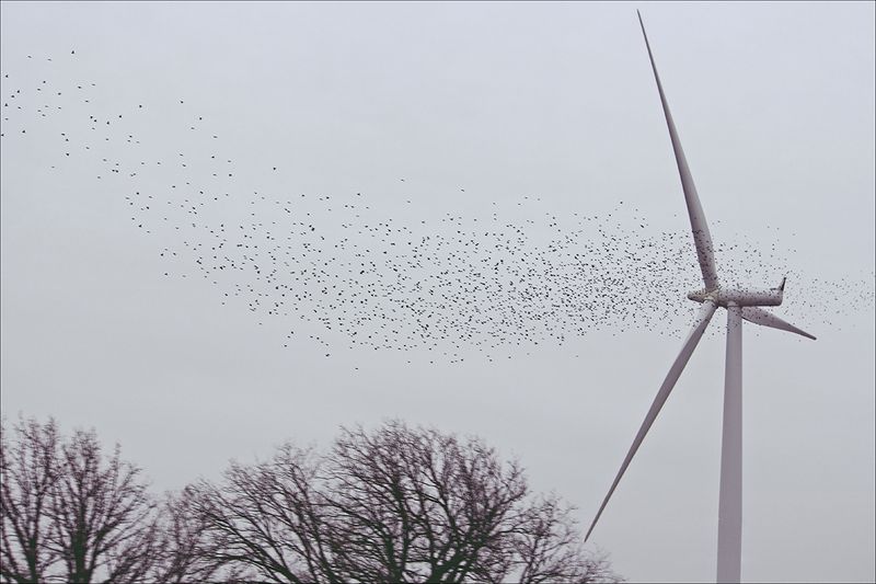 birds flying near wind turbine