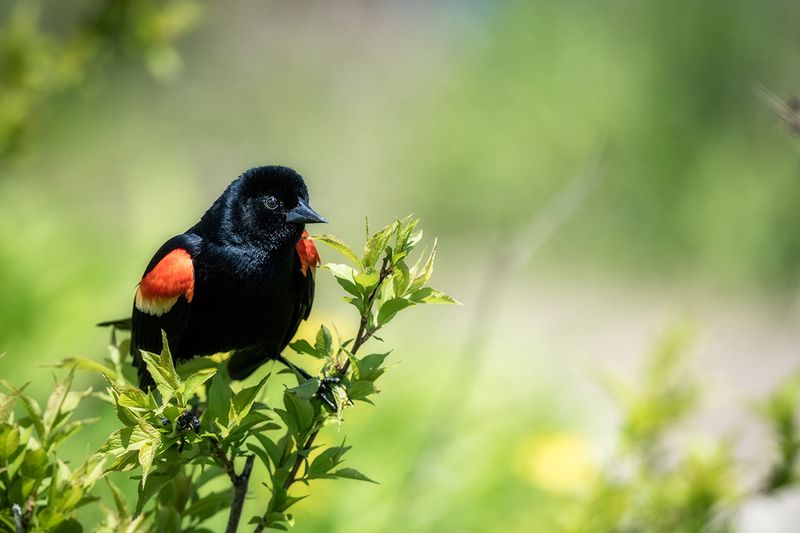 blackbird on twig