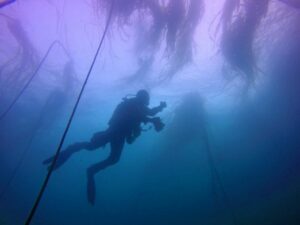 Diver takes plunge in Port Oford.