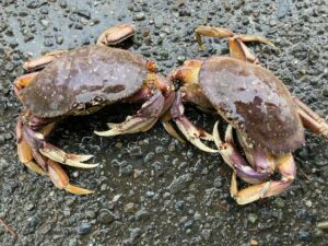 Two dungeness crab