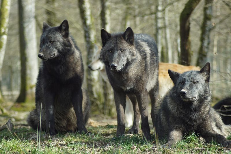 Three wolves