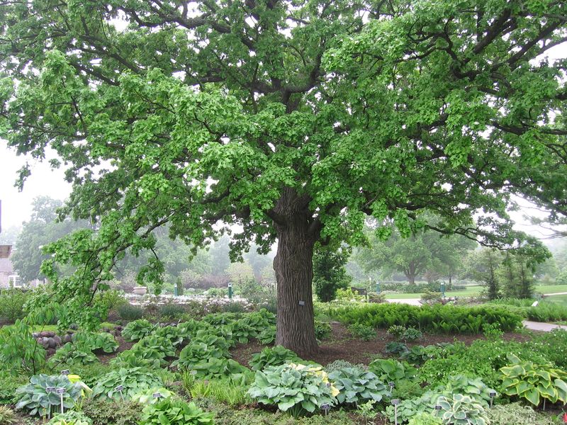 tree and garden