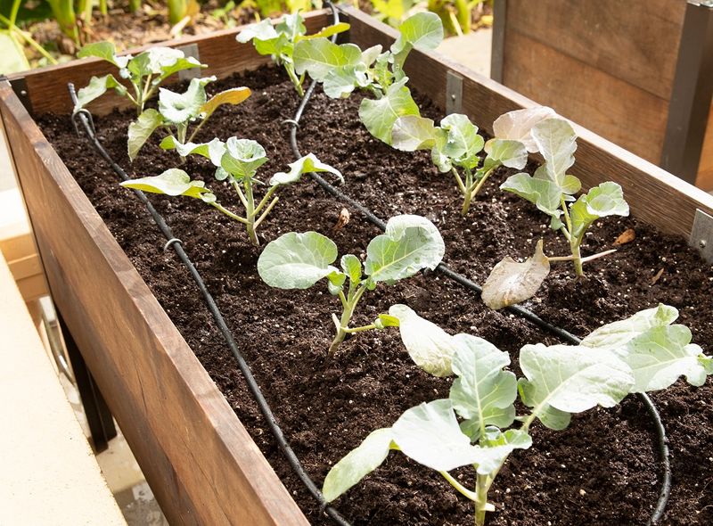Raised bed with drip irrigation