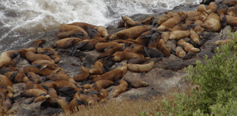 sea lions on Oregon coast
