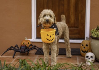 dog holding a halloween bucket
