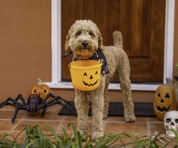 dog holding a halloween bucket